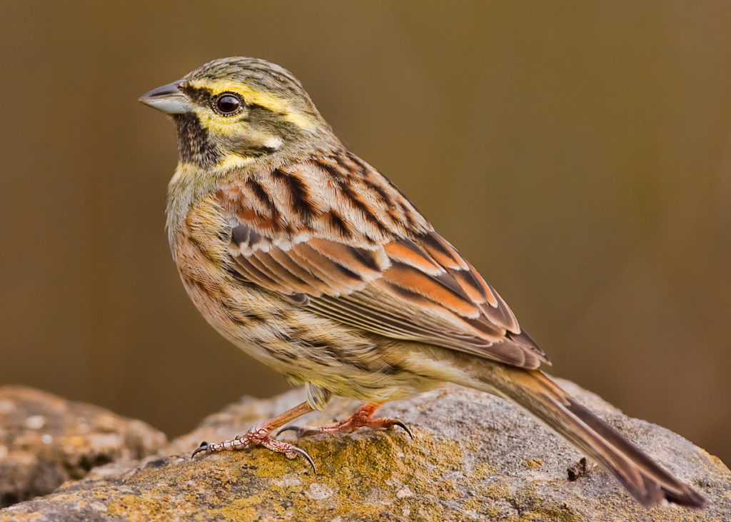 Male Cirl bunting