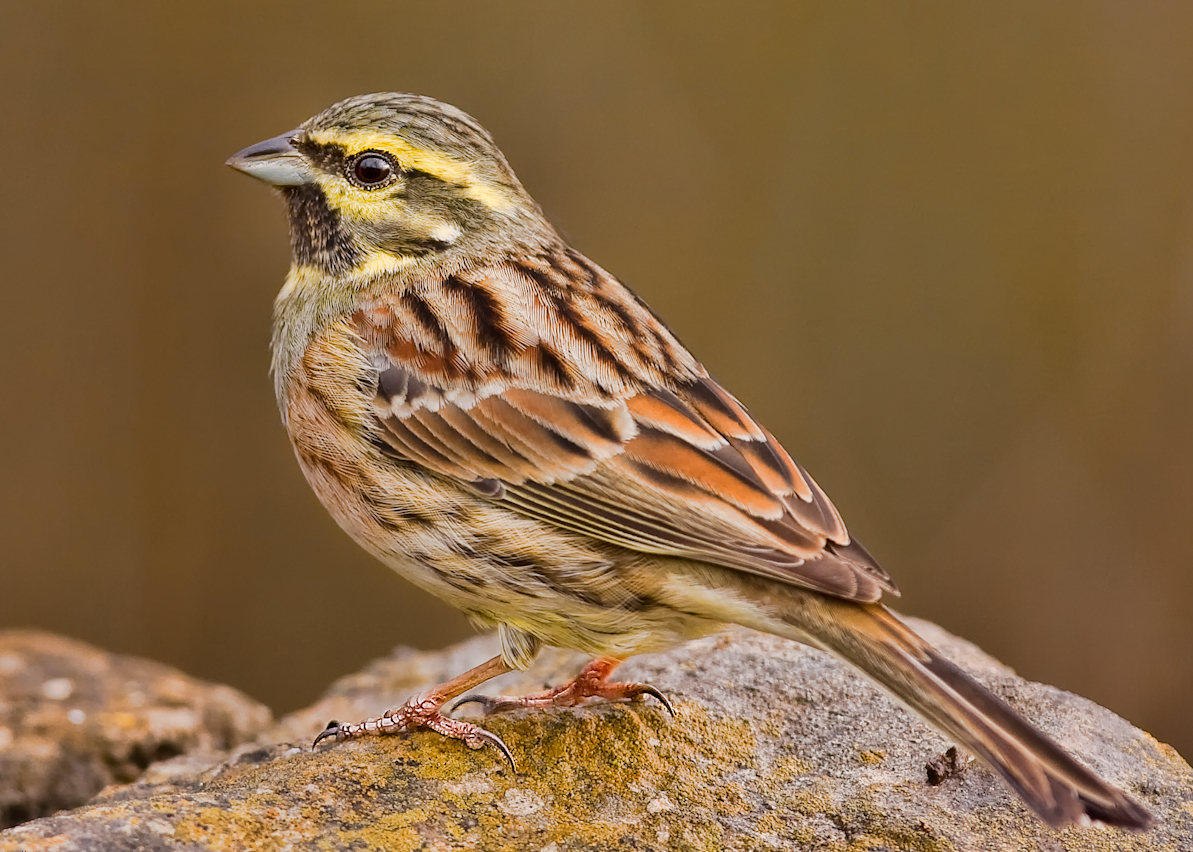 Cirl Bunting