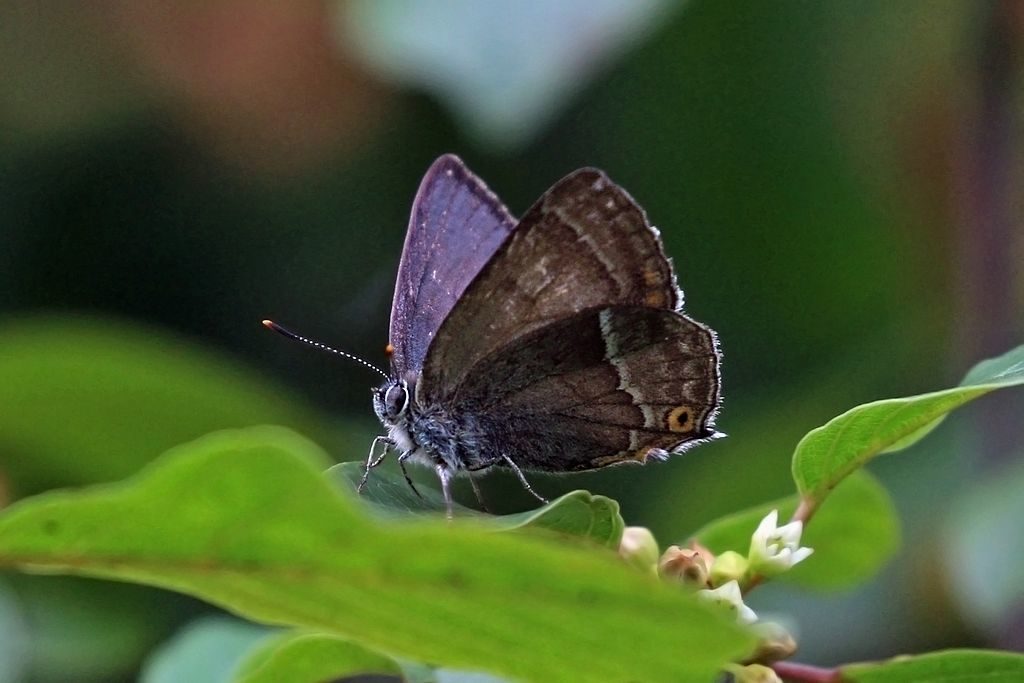 Purple Hairstreak Butterfly, male Alners Gorse, Dorset. © Charles J Sharp