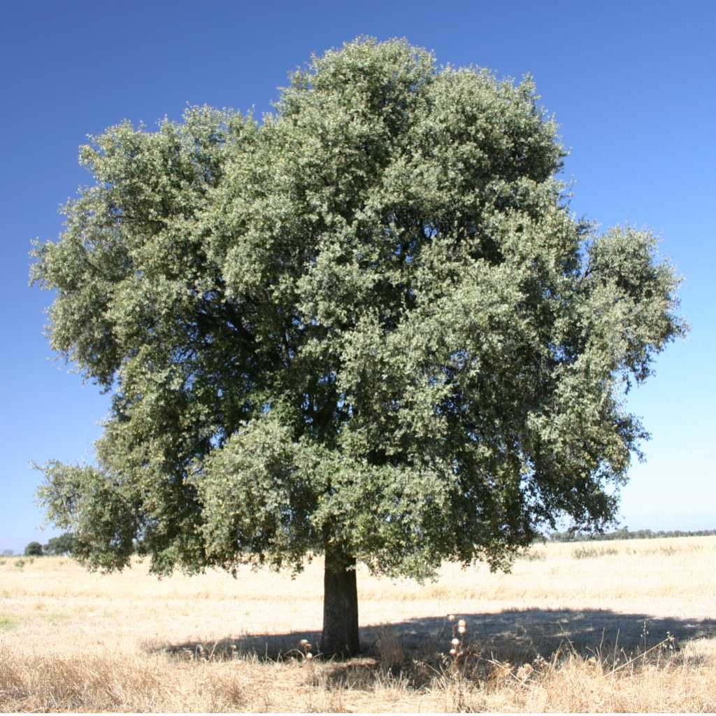 Holm Oak Quercus ilex rotundifolia