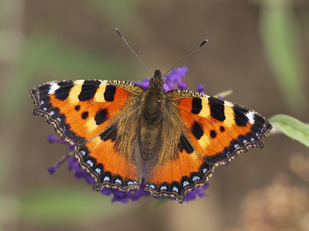 Small Tortoiseshell Butterfly photo © Jörg Hempel