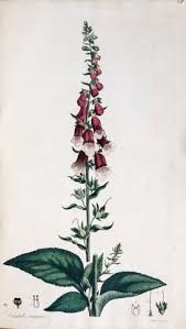 Foxgloves