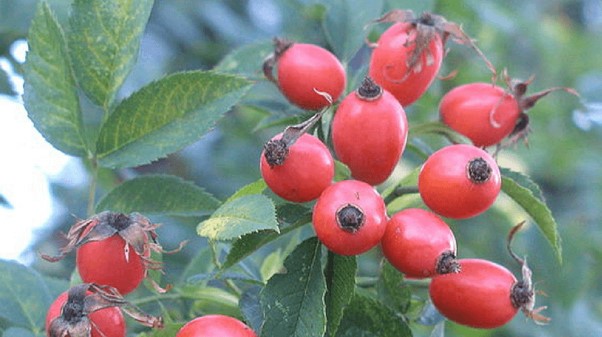 Rosehips