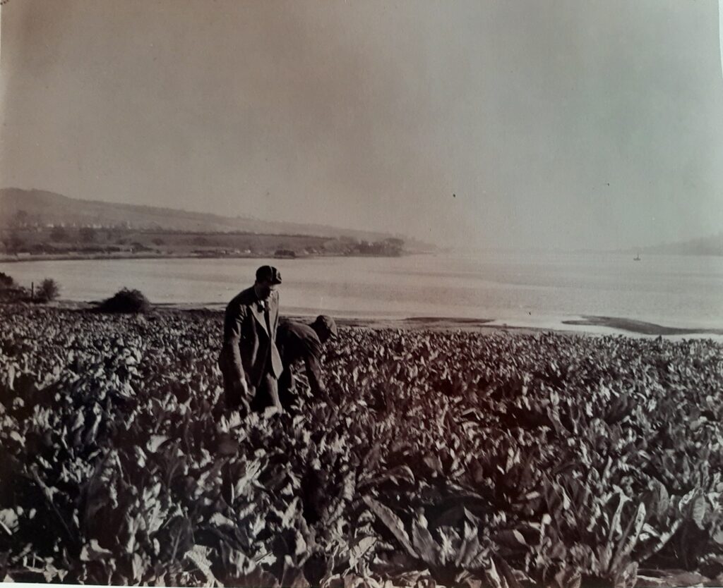 Growing crops on the edge of the Teign