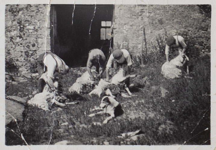 Photograph of sheep shearing at Ash Hill Farm, Bishopsteignton