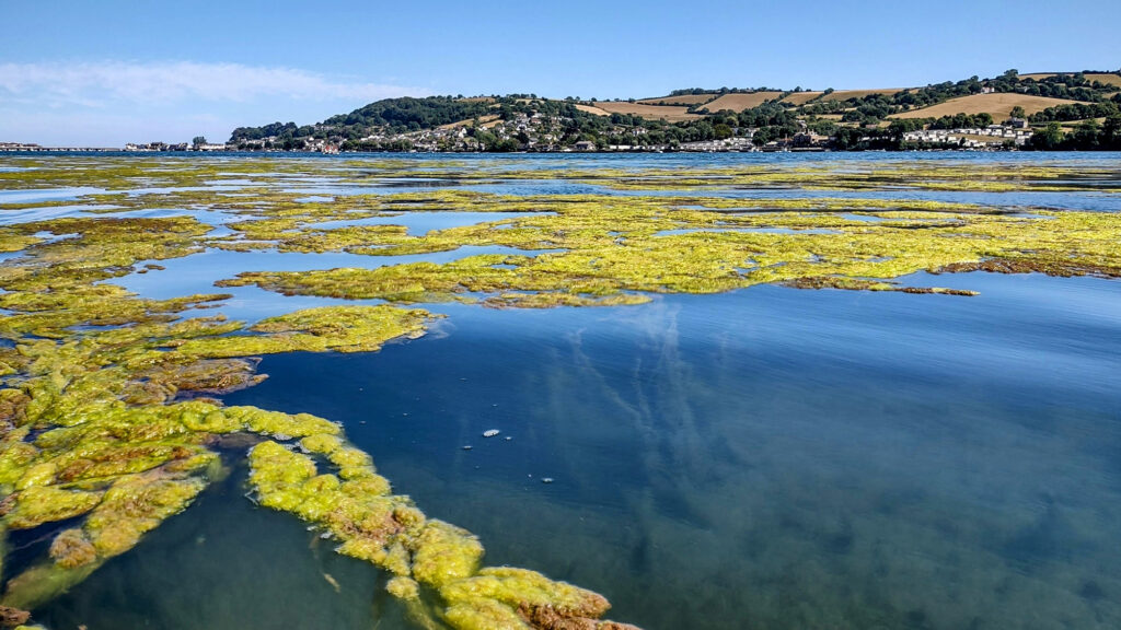 Winner environment category Algal Bloom by Matt Neale