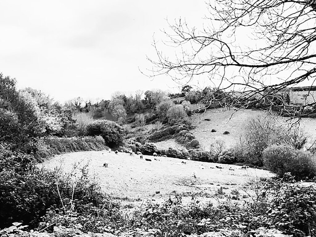 Ash Hill Farm
