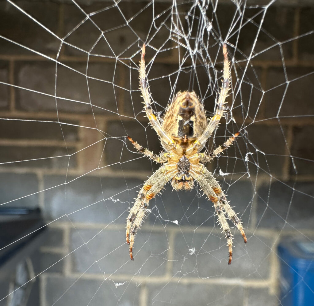 Garden Cross Spider. Photograph taken at Smith Hill. Credit Martin Hill.