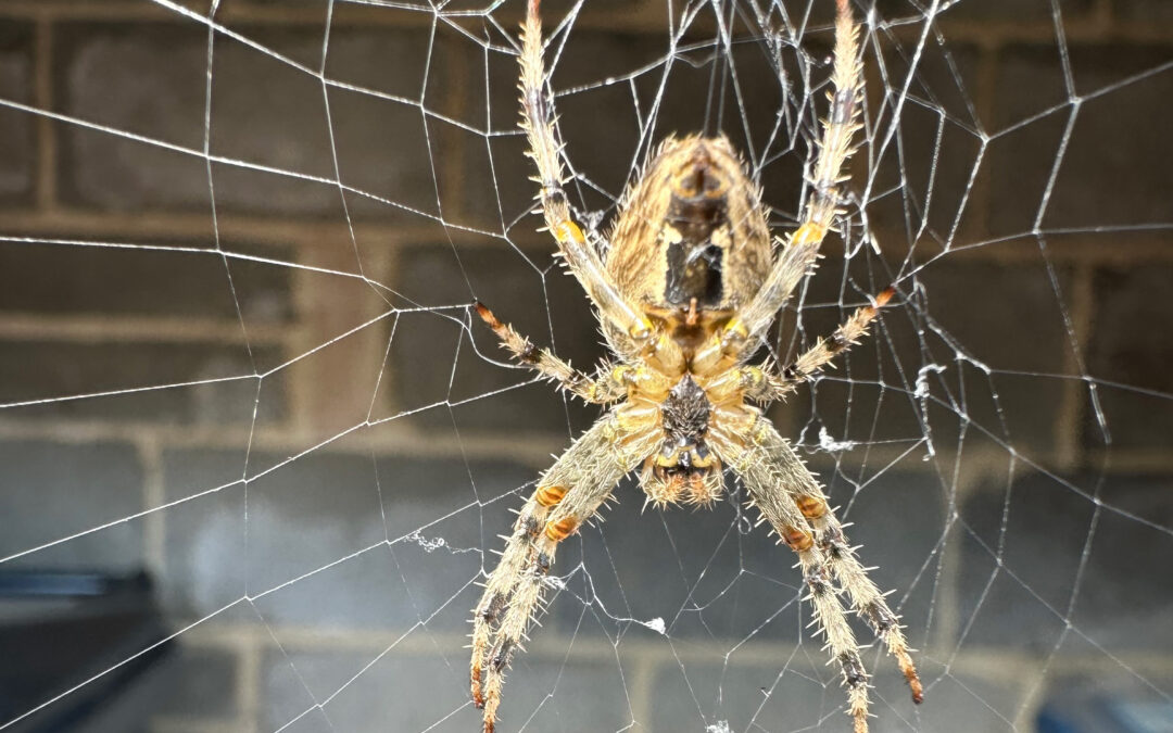 Araneus Diadematus – Garden Spider