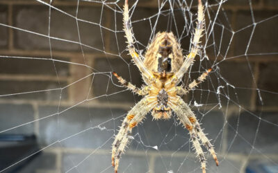 Araneus Diadematus – Garden Spider