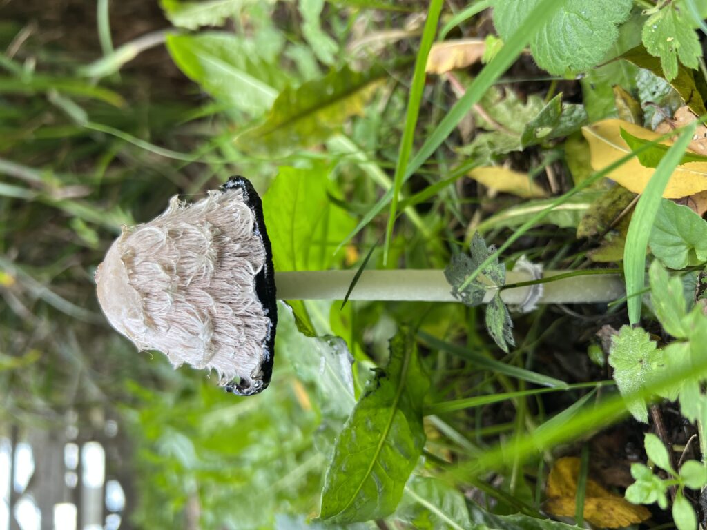 Shaggy Ink Cap or Shaggy Mane fungus Cap Credit Martin Hill