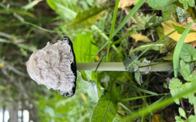 Coprinus Comatus – Shaggy Ink Cap