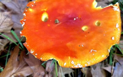 Amanita Muscaria – Fly Agaric