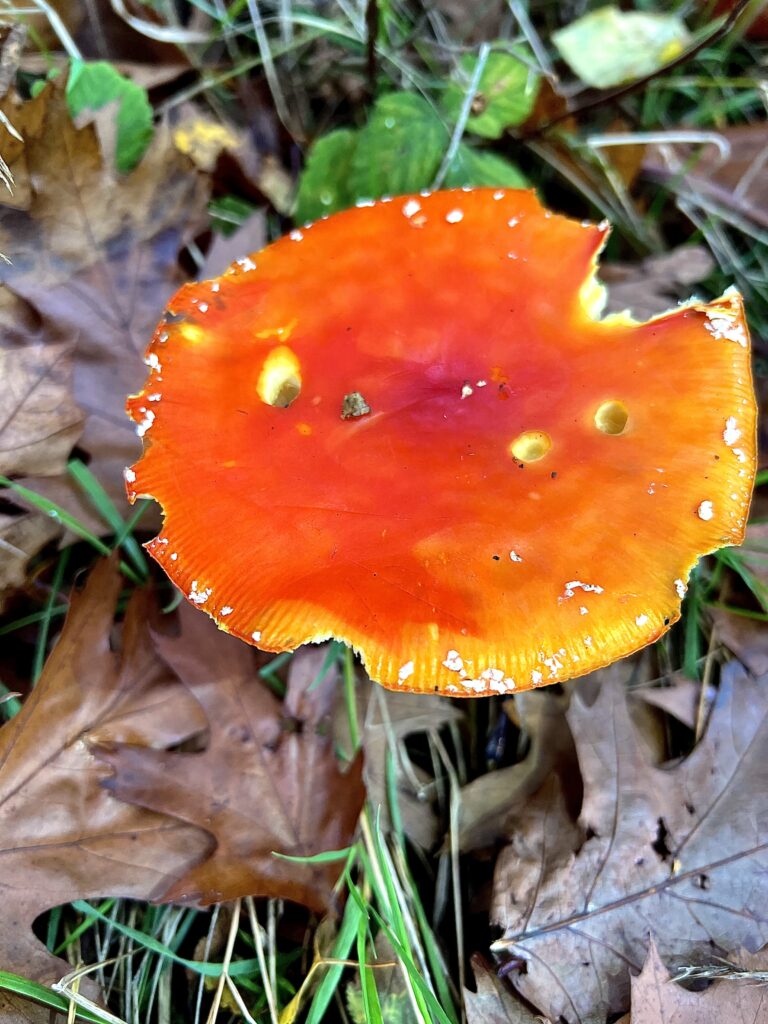 Fly Agaric Mushroom. Photo taken near the golf course. Credit Martin Hill