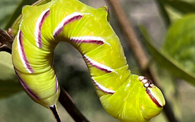 Sphinx ligustri – Privet Hawk-Moth 