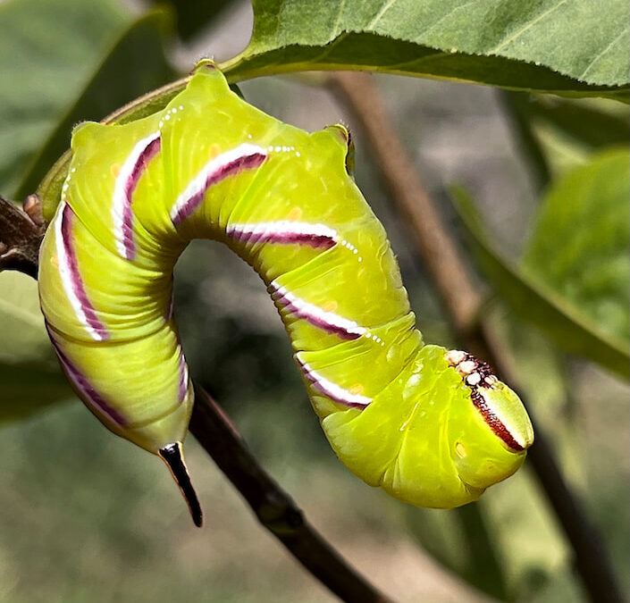 Sphinx ligustri – Privet Hawk-Moth 