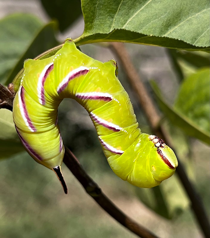 43348 Privet Hawk Moth tricoloured caterpillar aug 25 orig