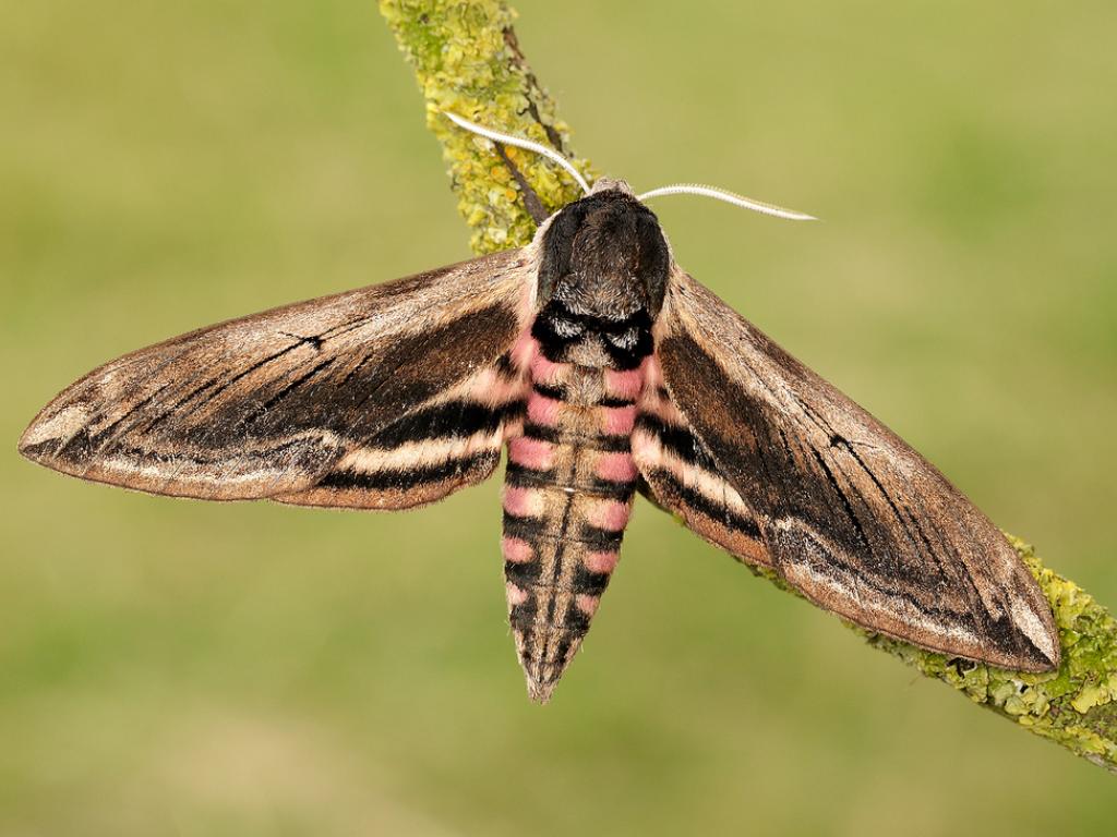 43349 Privet Hawk-Moth Credit Iain Leach