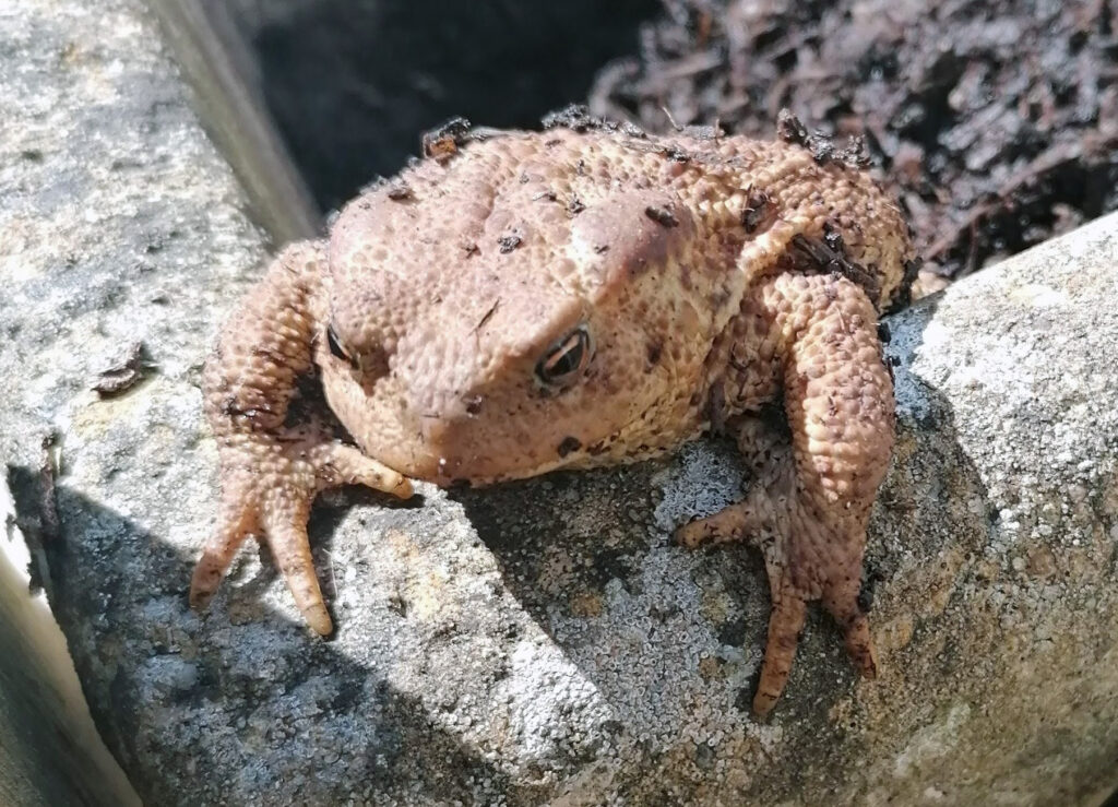 Bufo bufo the common English toad
