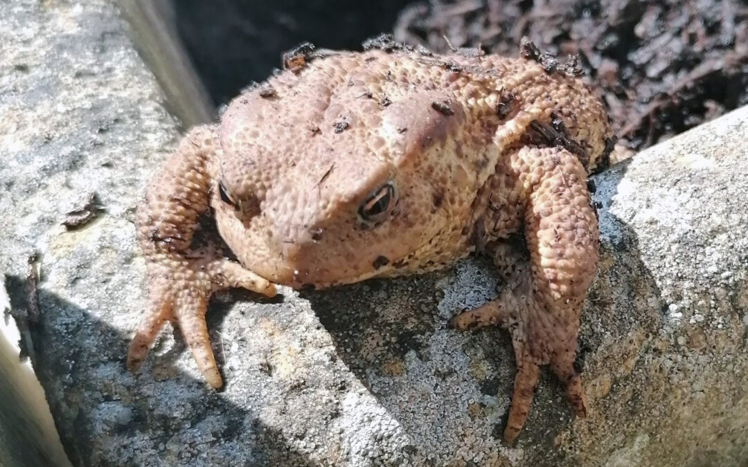 Bufo bufo – the common toad