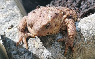 Bufo bufo – the common toad