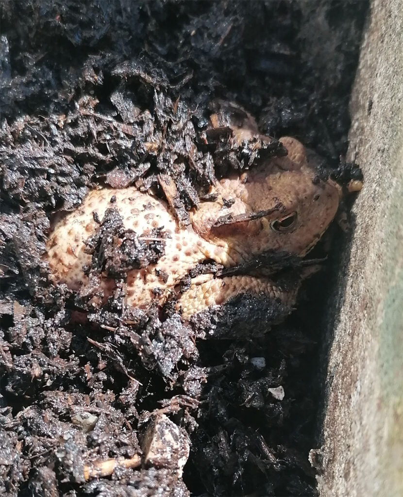 The English Common Toad