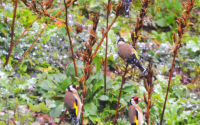 Carduelis Carduelis – The Goldfinch