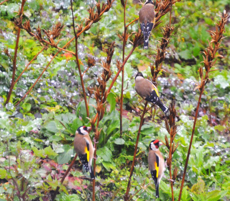 Carduelis Carduelis – The Goldfinch