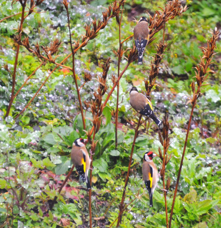 43414 Goldfinch eating seeds